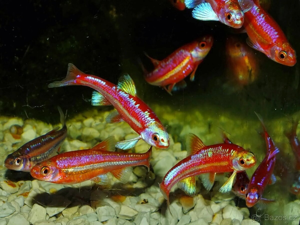 Jeleček duhový (Notropis Chrosomus)