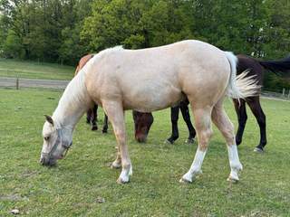 Roční QH palomino hřebeček