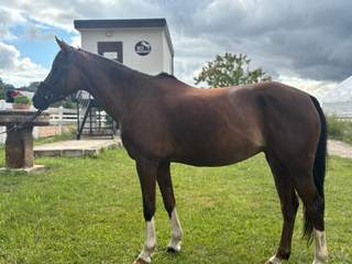 Kobylku pony B do sportu