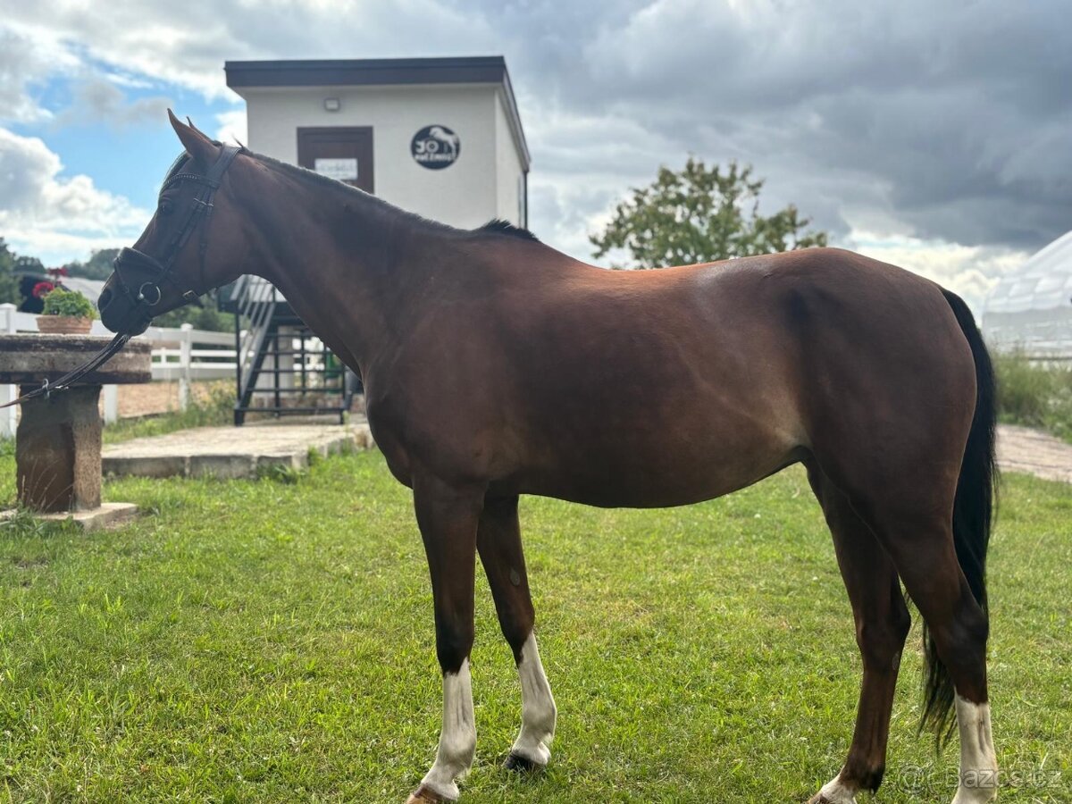 Kobylku pony B do sportu