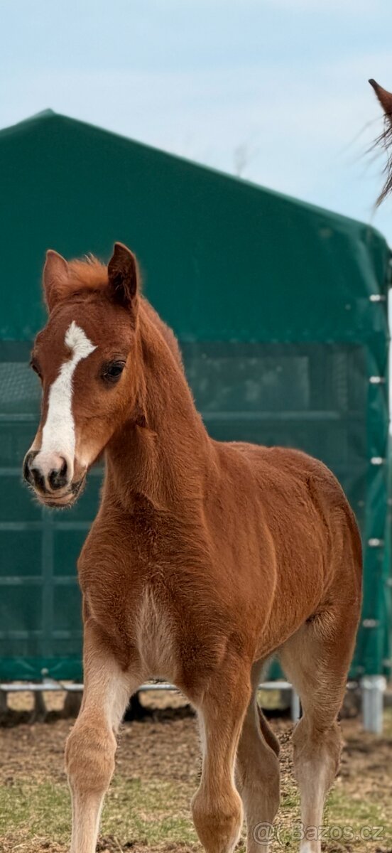 Hřebeček Welsh Cob D