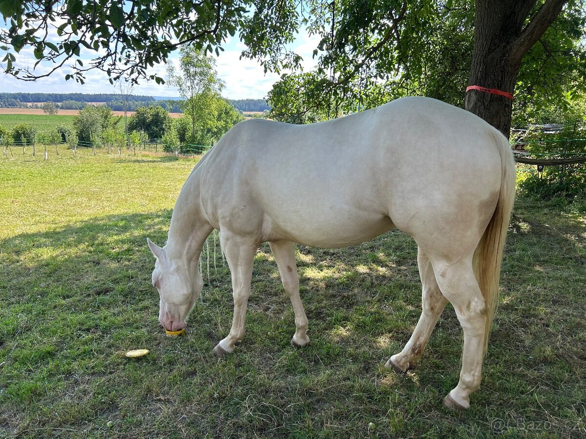 4-letý AQH Valach