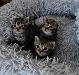 Whiskas kocourek