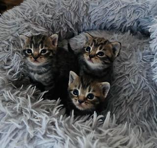 Whiskas kocourek