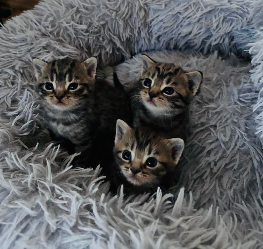 Whiskas kocourek