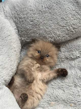Ragdoll koťata