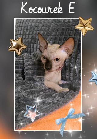 Kanadský sphynx koťátka již k odběru - negativní FeLV / FIV