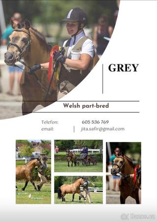Připouštění Welsh part Bred