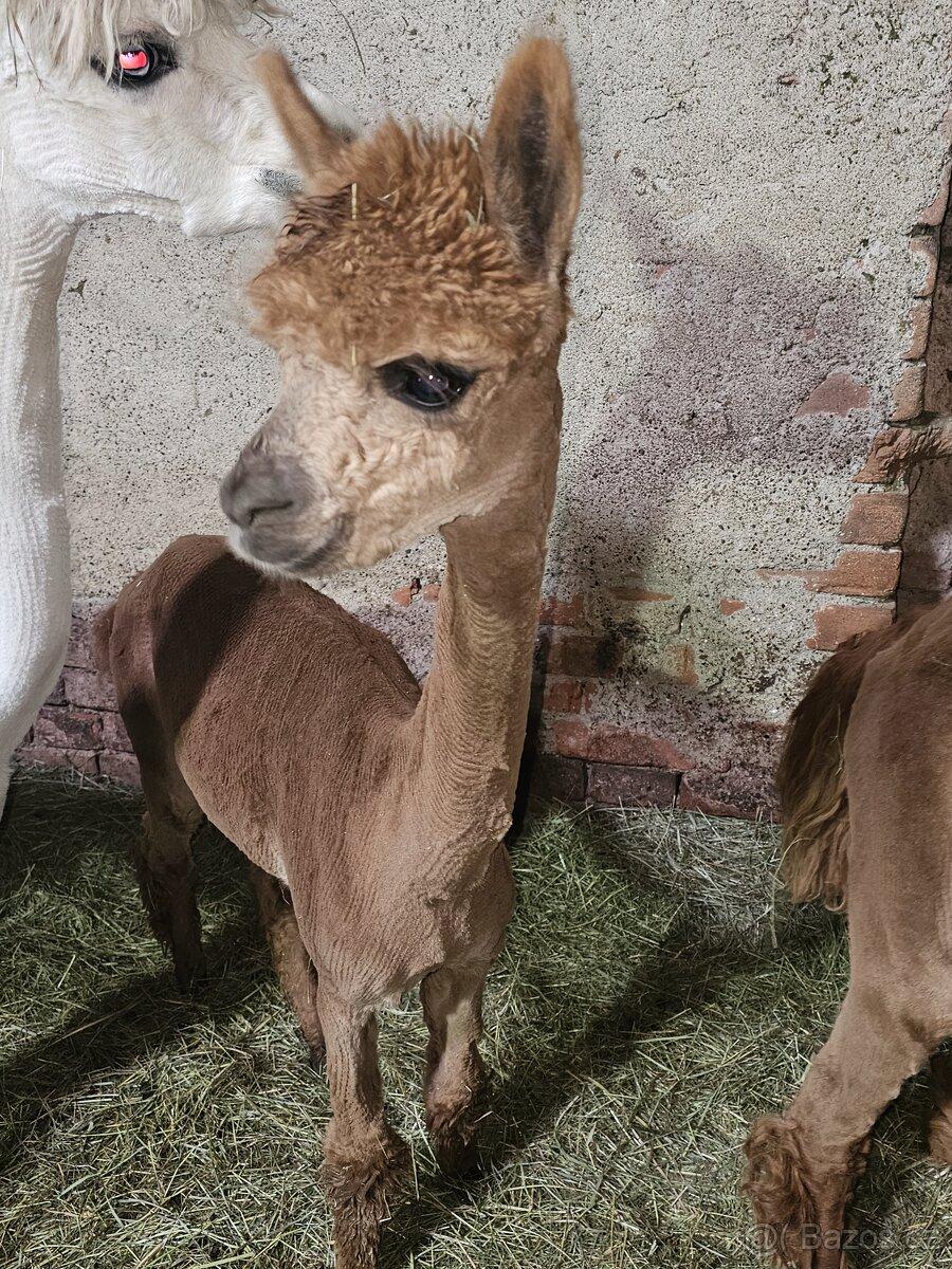 Lama alpaka
