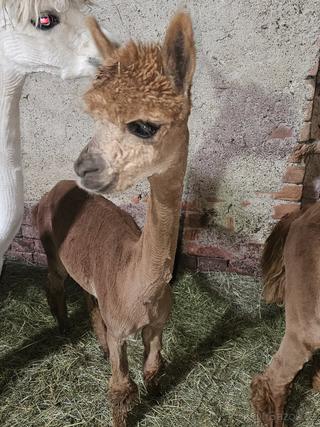 Lama alpaka