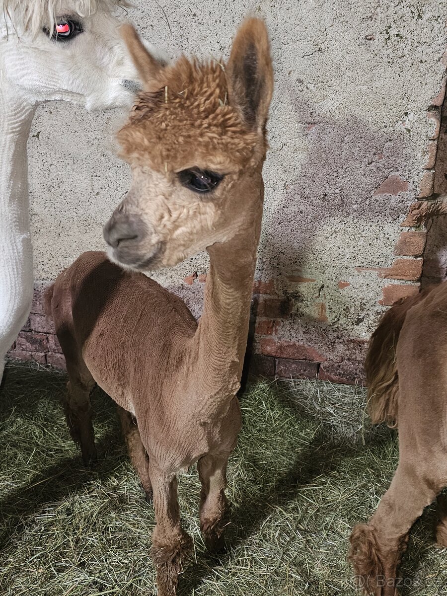 Lama alpaka