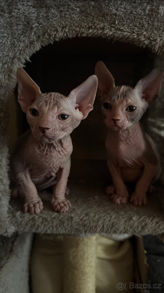 Kanadský Sphynx.