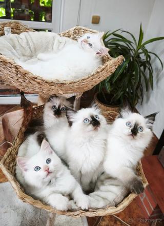 Ragdoll