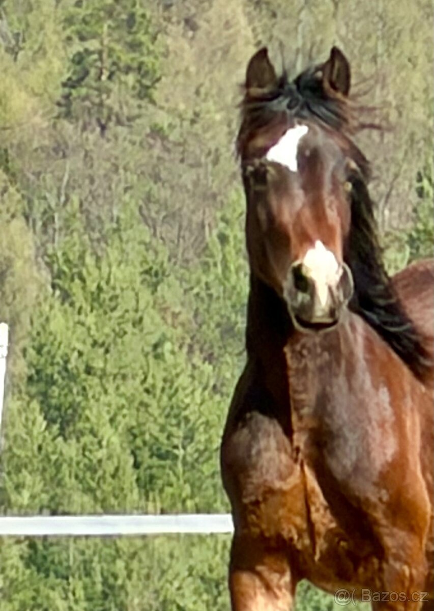 Welsh Cob Valach 2 roky