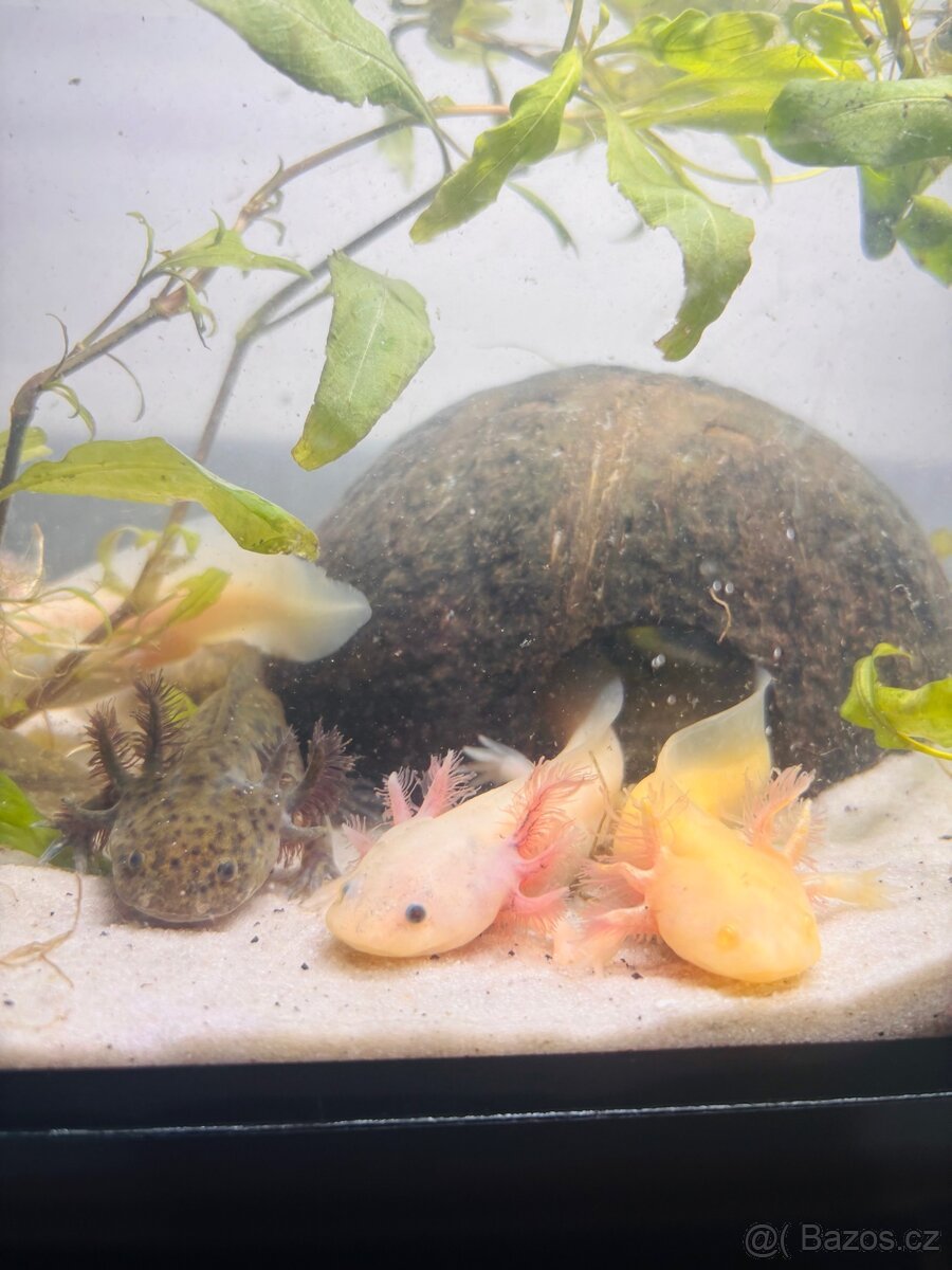 Axolotl