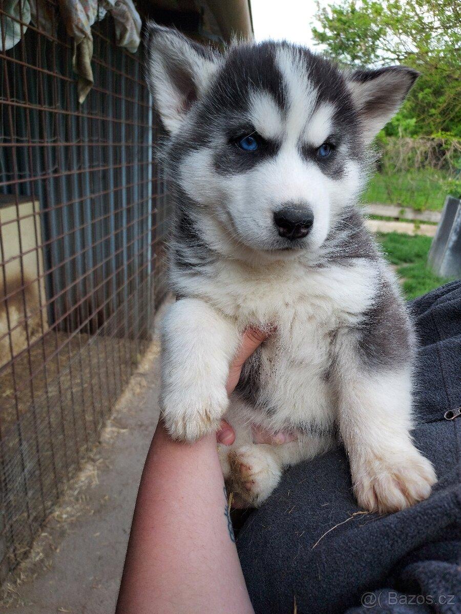 Štěně sibiřský husky