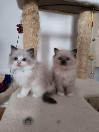 Ragdoll