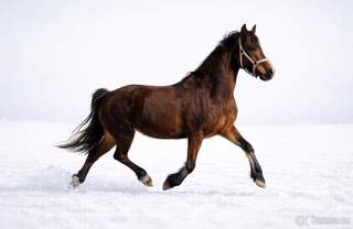 Koně od 30 tis. - Welsh Cob