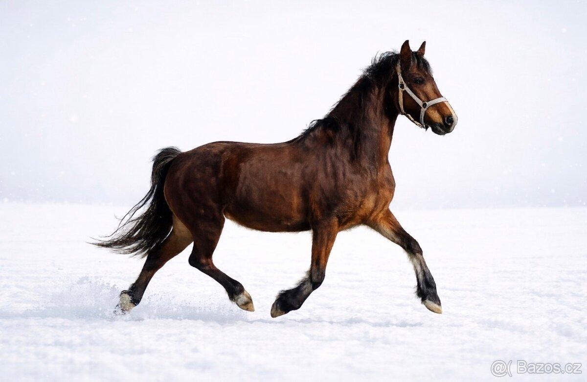 Koně od 30 tis. - Welsh Cob