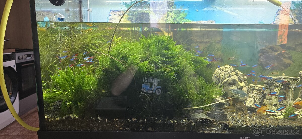 Taxiphyllum barbieri