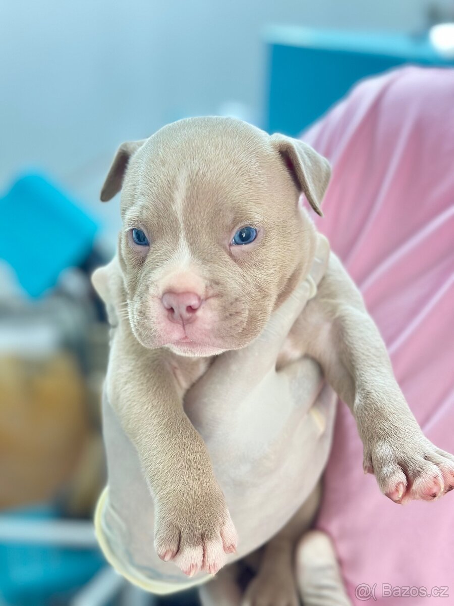 American Pocket bully