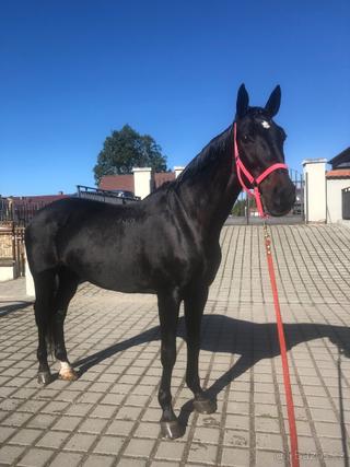 Klisna do nižšího sportu a na rekreaci,chov
