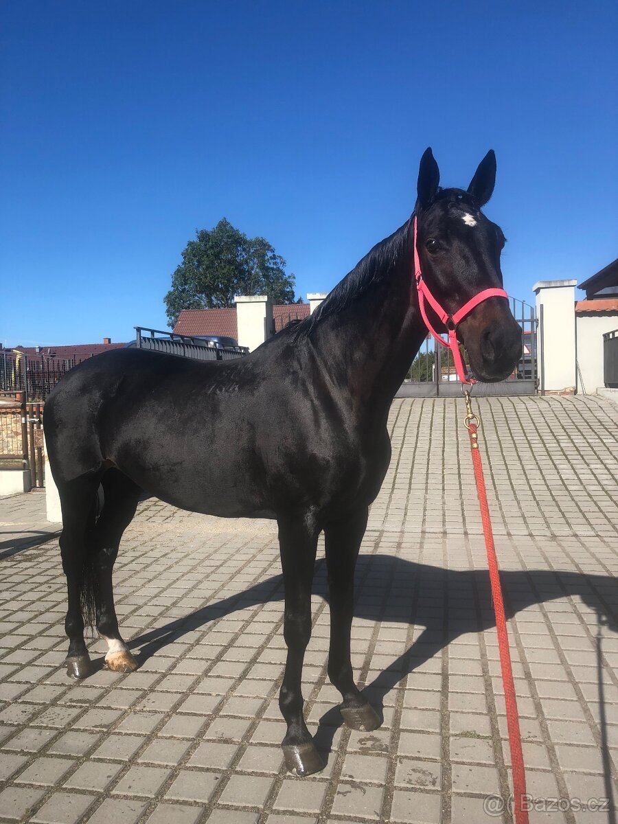 Klisna do nižšího sportu a na rekreaci,chov