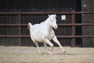 Klisna plemene paint horse cremello overo