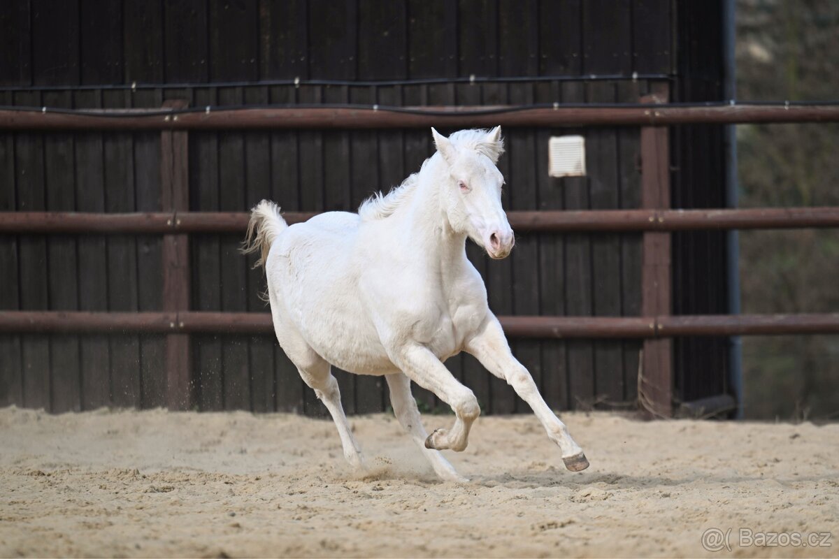 Klisna plemene paint horse cremello overo