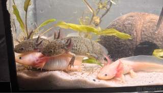 Axolotl