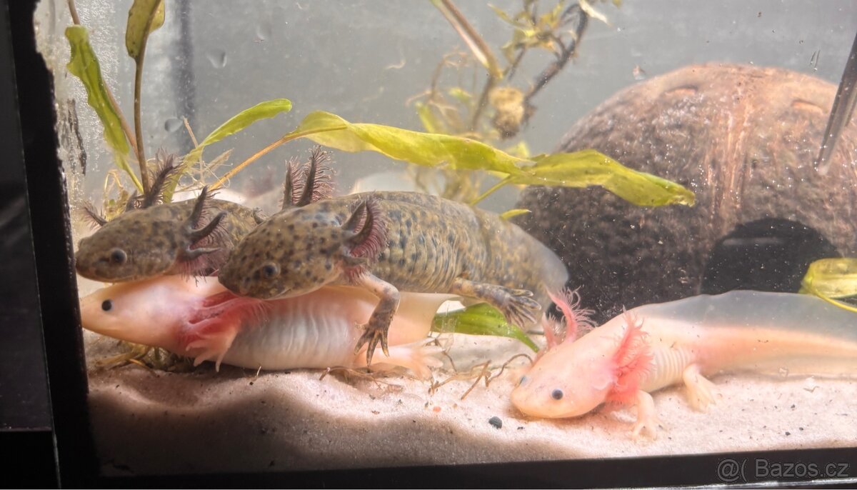 Axolotl