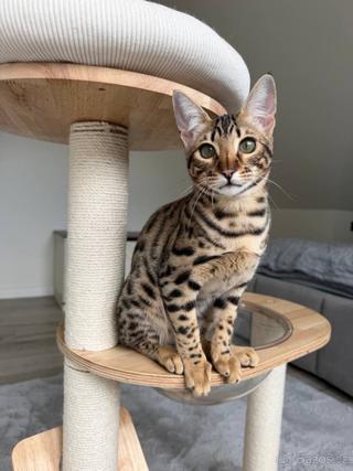 Savanna F6 Selena