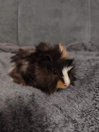 Mláďata morčat rozeta